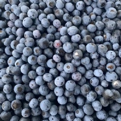 蓝莓